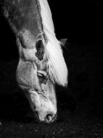 Haflinger horse by Robbin Metz