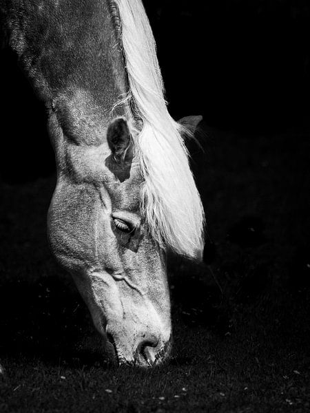 Cheval Haflinger par Robbin Metz