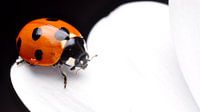Lieveheersbeestje op spaanse margriet macro van Mark Verhagen thumbnail