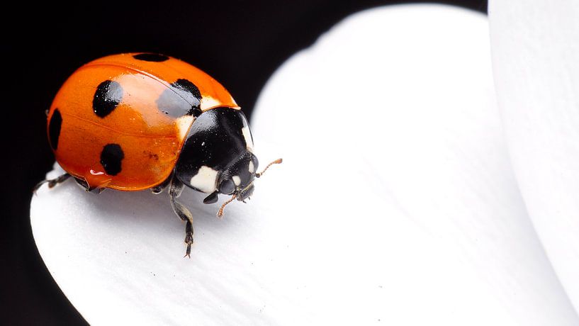 Lieveheersbeestje op spaanse margriet macro van Mark Verhagen