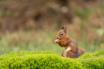 Junges Eichhörnchen mit Nuss von Sandra Groenescheij