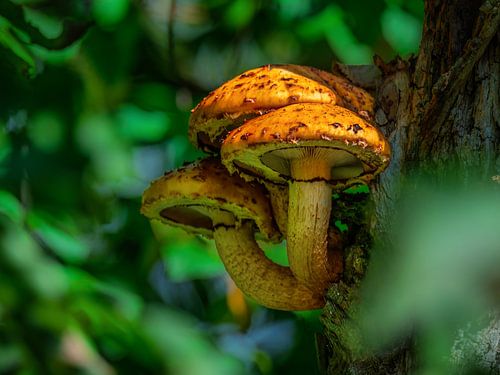 Groep oranje paddenstoelen op een boomstam