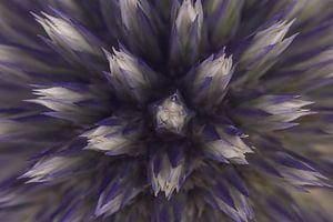 Die Blüten einer Distel