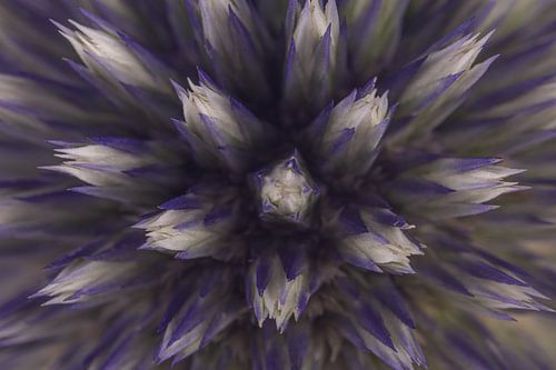 De bloemetjes van een distel