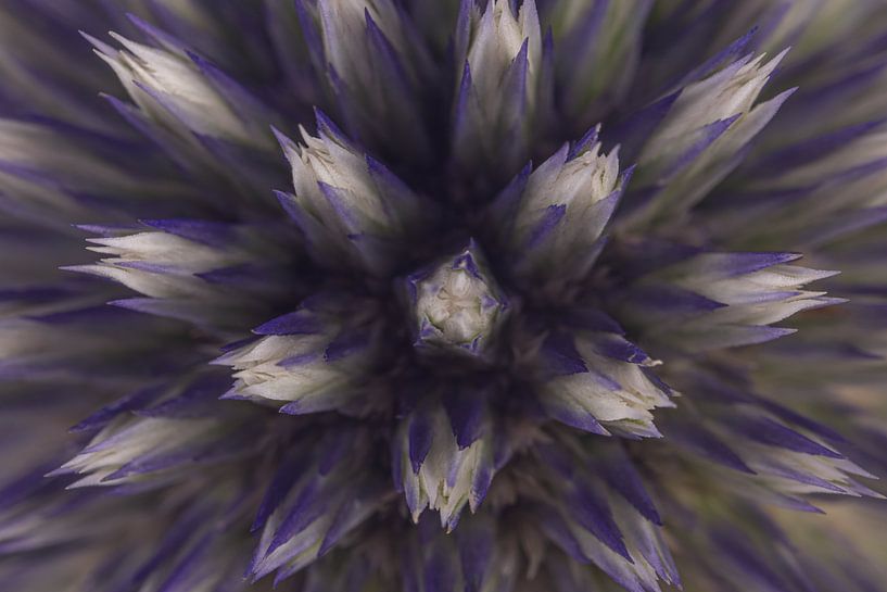 The flowers of a thistle by Marjolijn van den Berg
