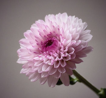 Chrysanth