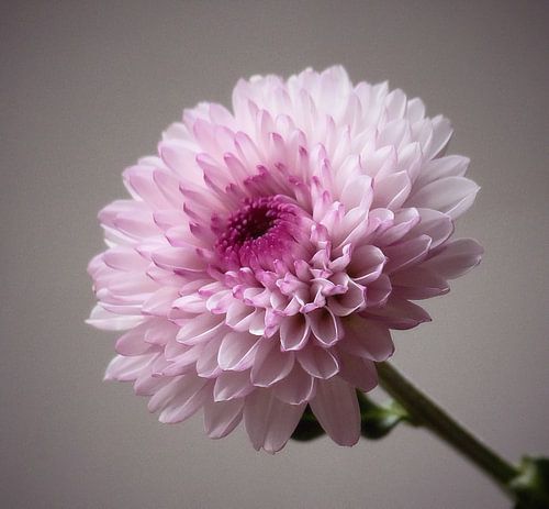 Chrysanth