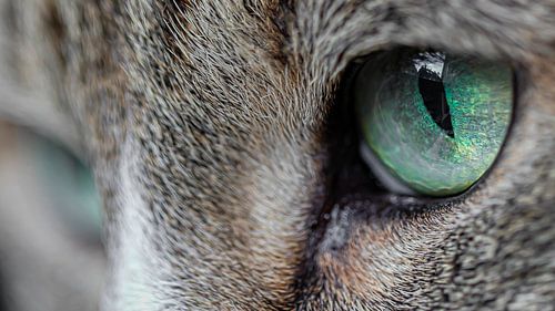 Groene kattenogen.