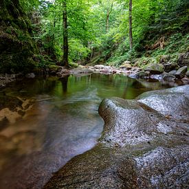 In the middle of the Black Forest by Hannes Cmarits