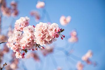 De roze lentebloesem aan de bomen van Karin Bakker