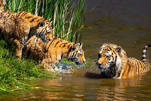 Majestätischer Amurtiger mit Jungtier im Wasser