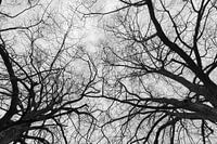 bare tree tops