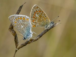 Mating of Common Blue sur Esther van Rooijen
