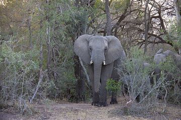 Olifant in het Krugerpark / Manyeleti in Zuid-Afrika van Morena 68