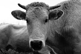 Koe hoofd van Tina Linssen