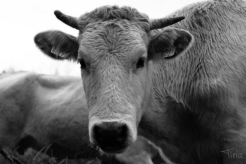 I'm looking at you by Tina Linssen