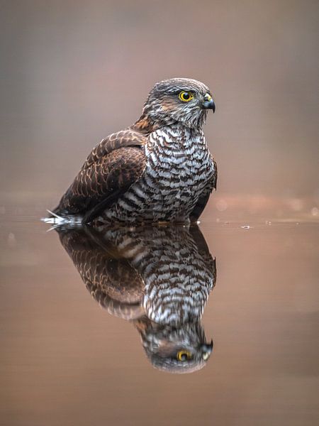 Sperber beim Spiegeln von Linda Raaphorst