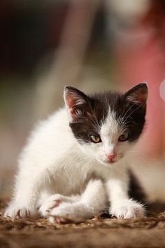 Young kitten by Jana Behr
