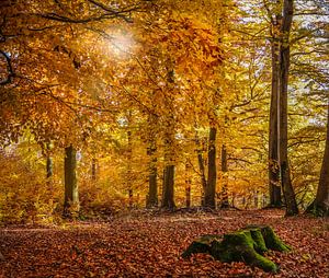 Herbstliche Buchenwälder im Naturpark Rheingau-Taunus bei Engenhahn