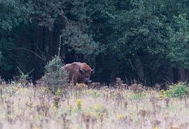 Wisente von Merijn Loch