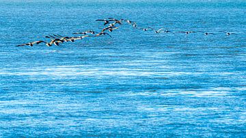 Pelicans by Dieter Walther