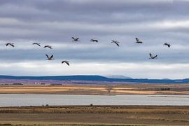 Flock of Cranes Returning to Gallocanta Lagoon, Spain by PhotoCluster