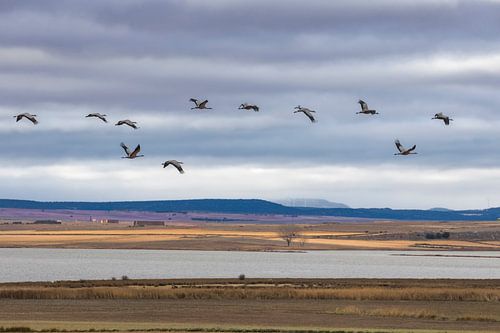 Une volée de grues revient à la lagune de Gallocanta, en Espagne
