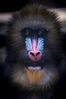 Portrait poignant d'un mandrill