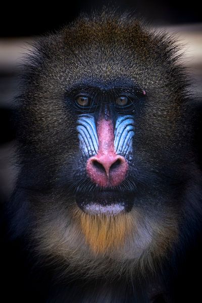 Portrait poignant d'un mandrill par Rob Rollenberg