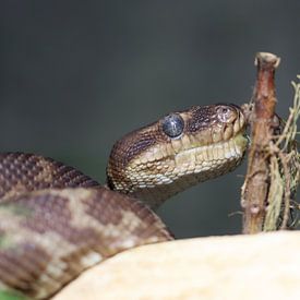 Intoxicated python by Matthias Brix