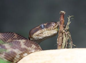 Rauschuppenpython