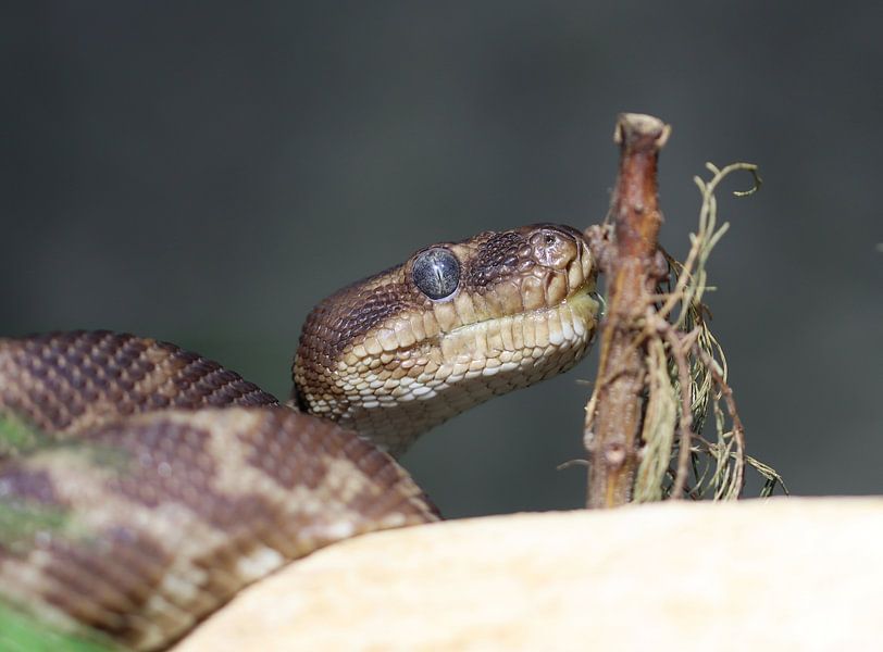 Intoxicated python by Matthias Brix