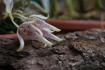 Orchidee