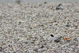 meeuw tussen de schelpen von jannette lap
