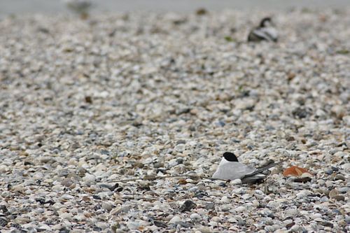 meeuw tussen de schelpen