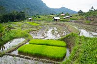 New rice plants