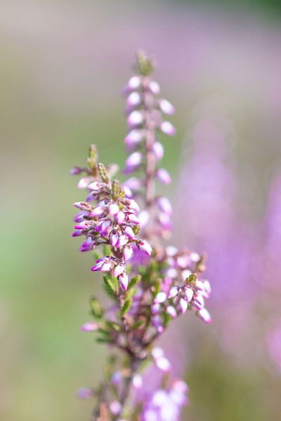 Paarse Heide van fotomeisjeuitbrabant