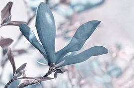 Magnolia sur Violetta Honkisz