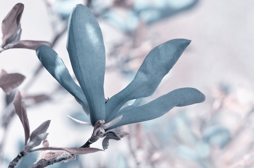 Magnolia by Violetta Honkisz