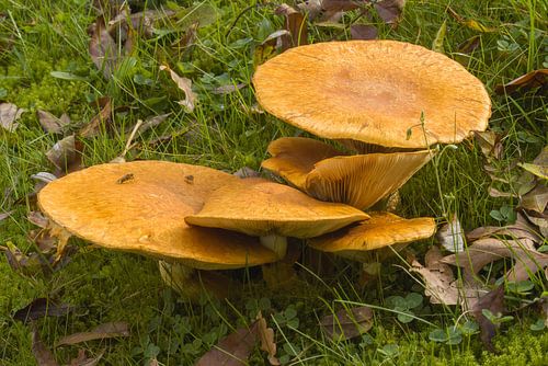 Prächtiger Flammenhut