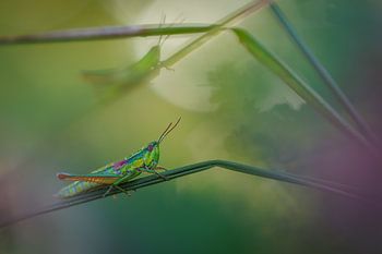 Criquets des genévrier