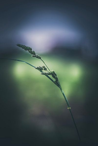 Die kleinen Dinge können sehr schön sein. von Robby's fotografie
