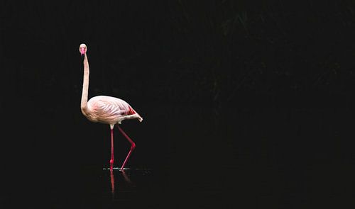 Un flamant rose dans l'obscurité