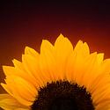 Bloemen