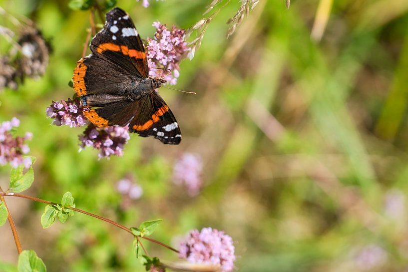 Kleurrijke vlinder op een blad, bloem. Macro van Martin Köbsch