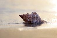 Dromen bij de zee grote schelp in het zand van Tanja Riedel thumbnail