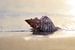 Dromen bij de zee grote schelp in het zand van Tanja Riedel