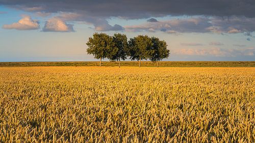 Zomeravond in de Johannes Kerkhovenpolder