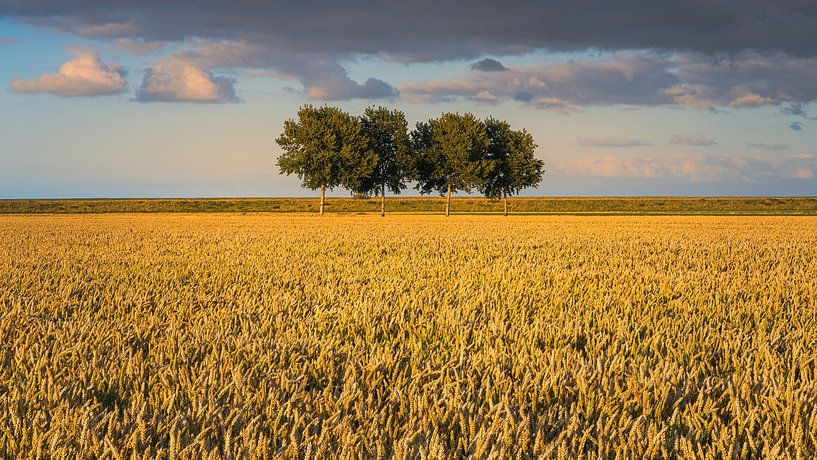 Sommerabend im Polder Johannes Kerkhoven von Henk Meijer Photography