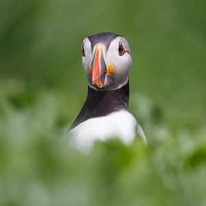 Puffin by Pim Leijen